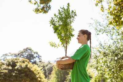 Tree Fertilization